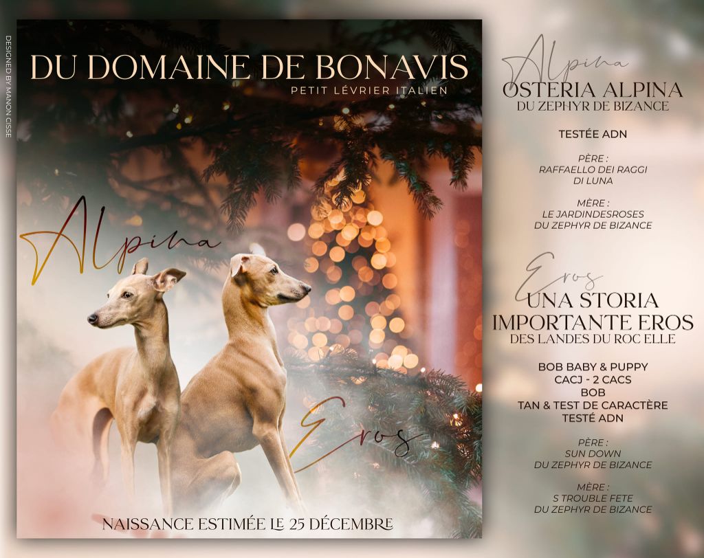 chiot Petit Levrier Italien Du Domaine De Bonavis