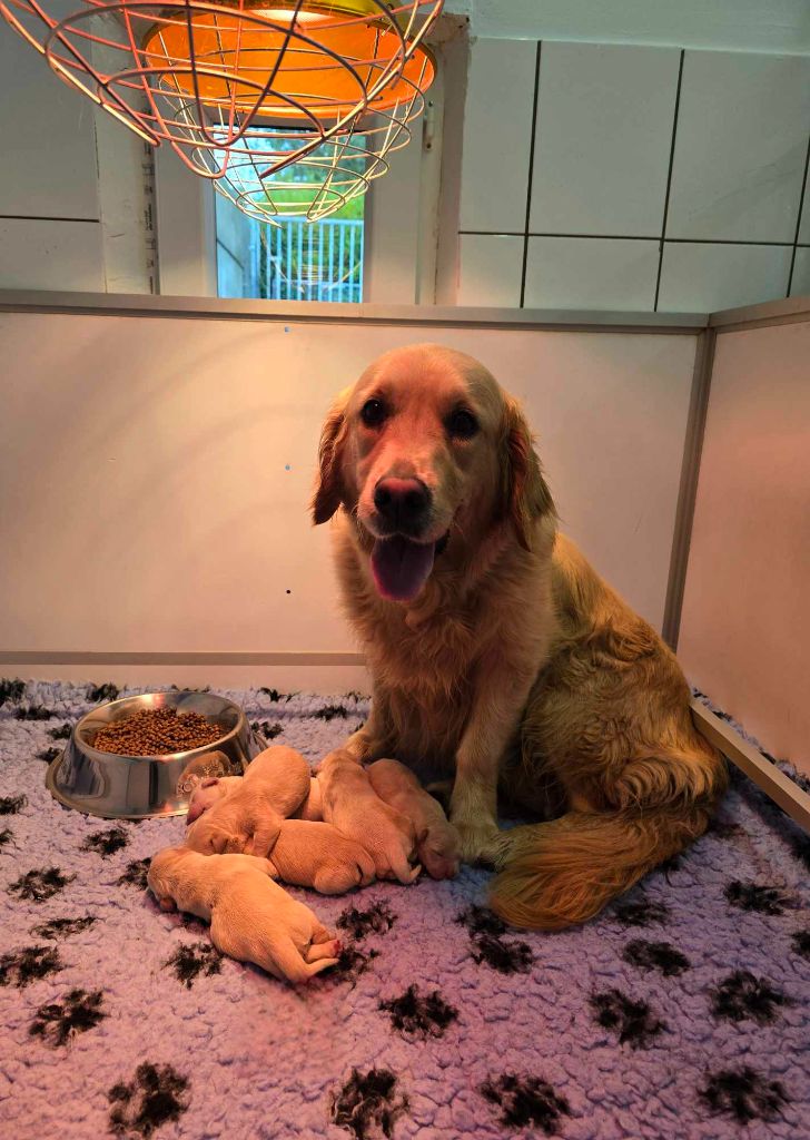 chiot Golden Retriever Du Domaine De Bonavis