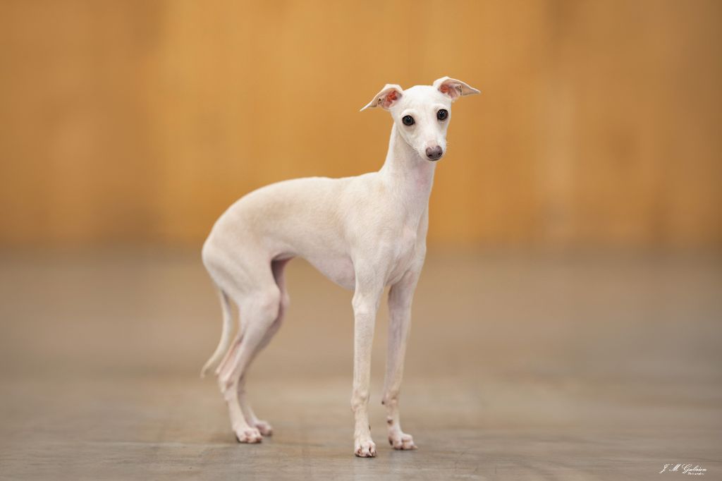 Valse de vienne du domaine de Chanteloup