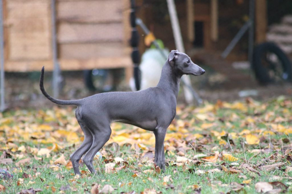 Appelez-moi lisette du domaine de Chanteloup