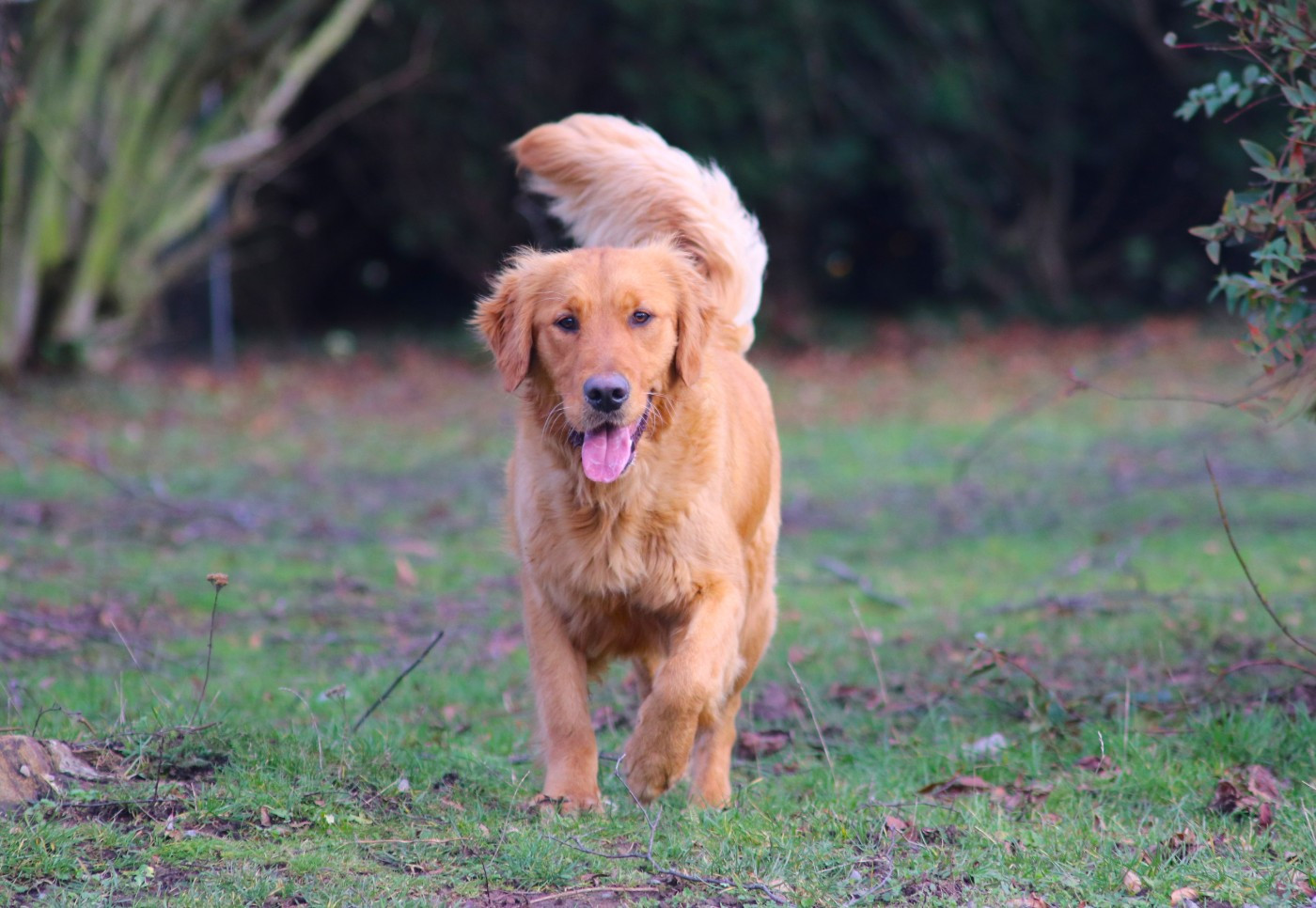 Volga des étoiles de Woodcock
