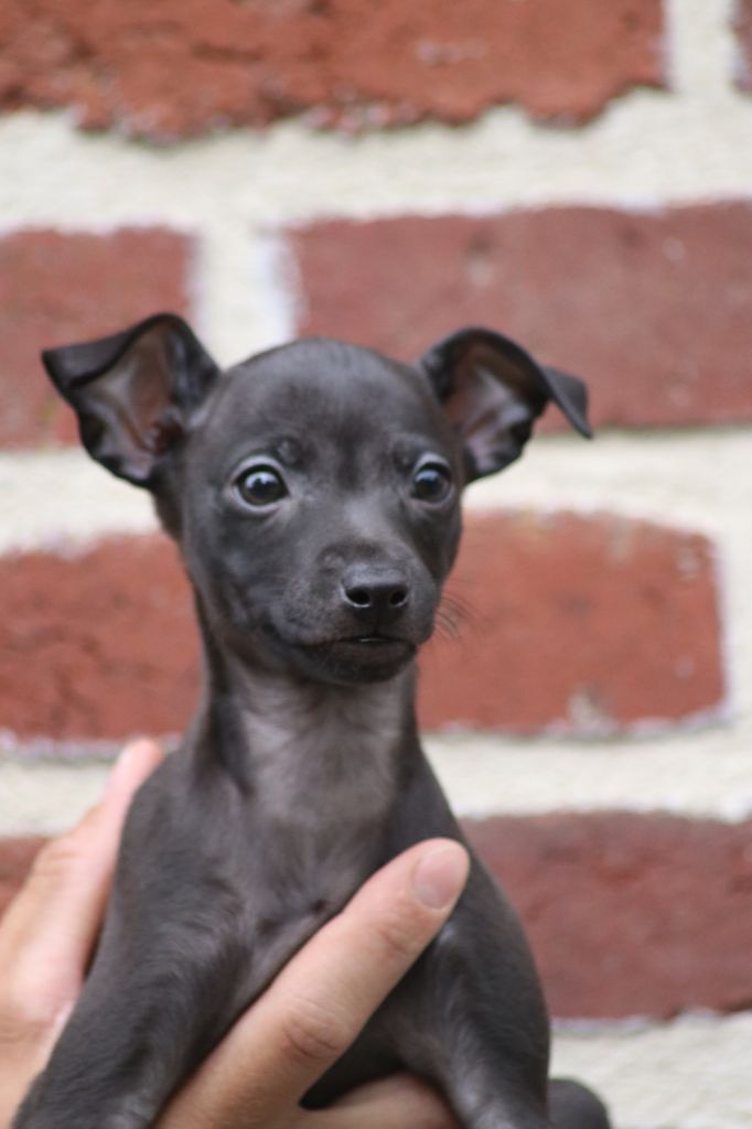 Chiots nés chez nous