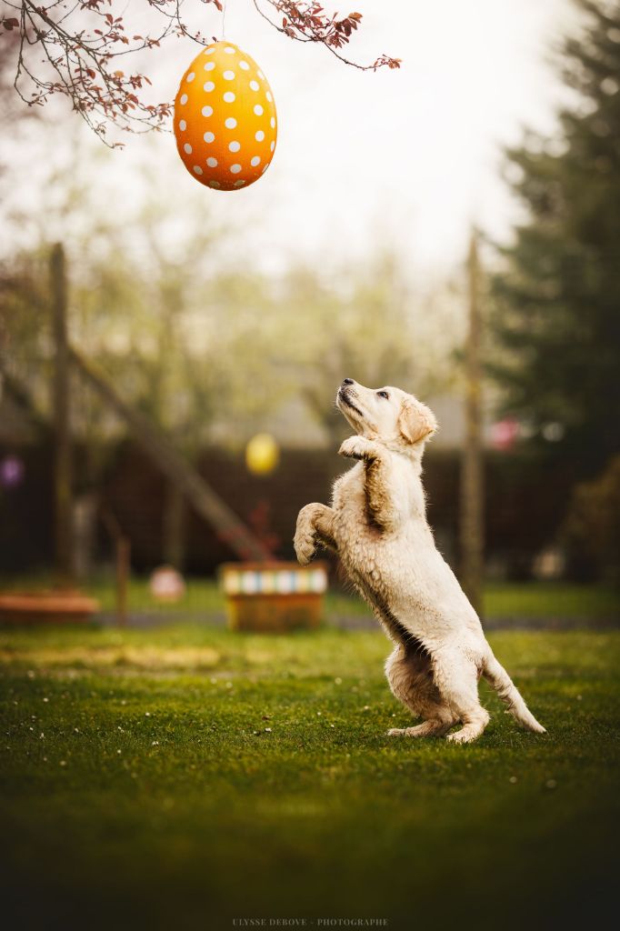 Chiots nés chez nous