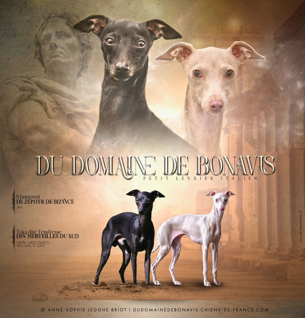 Du Domaine De Bonavis - Petit Levrier Italien - Portée née le 16/06/2025