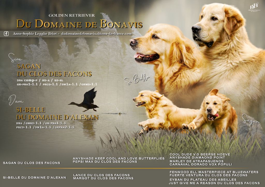 Du Domaine De Bonavis - Golden Retriever - Portée née le 26/08/2025