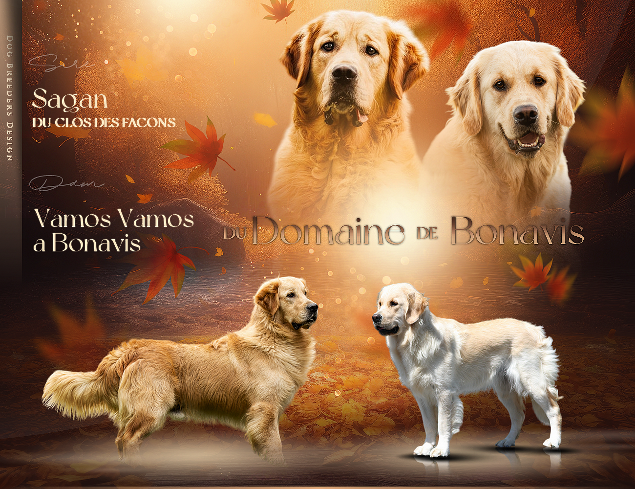 Du Domaine De Bonavis - Golden Retriever - Portée née le 03/12/2025