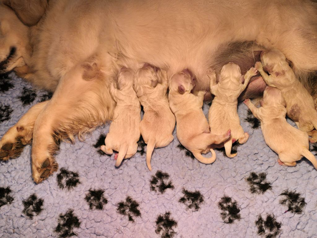 Du Domaine De Bonavis - Chiots disponibles - Golden Retriever