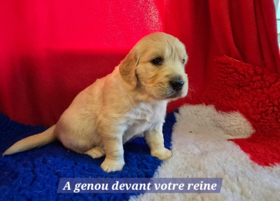 A genou devant votre reine