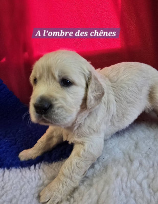 A l'ombre des chênes