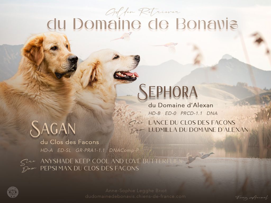 Chiot Golden Retriever Du Domaine De Bonavis
